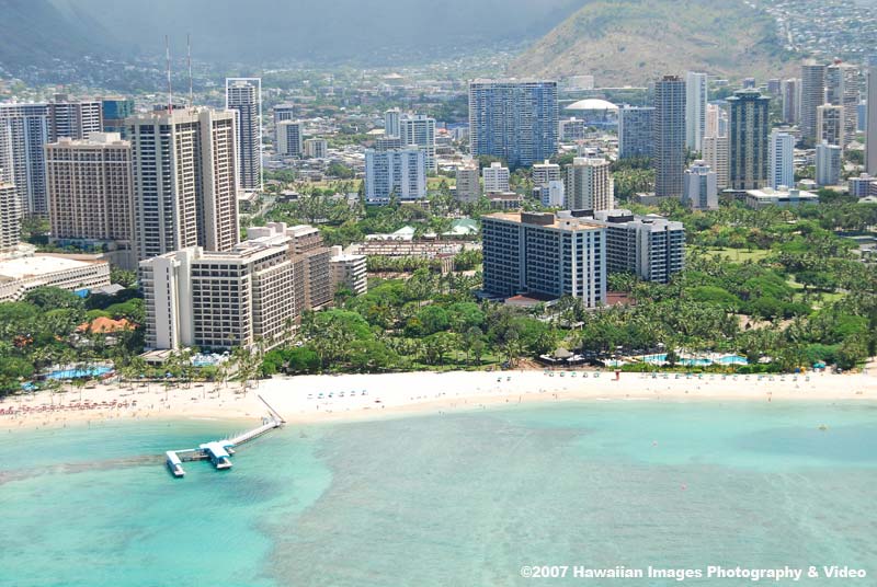 Hawaiian Monarch