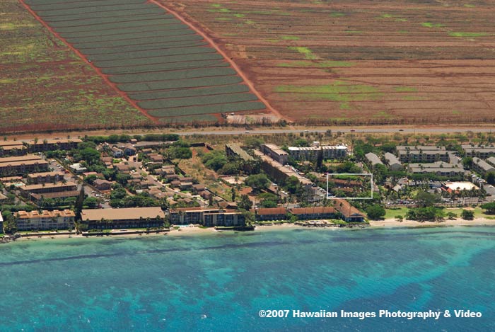 Honokowai Palms