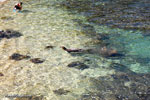 hawaiian monk seal