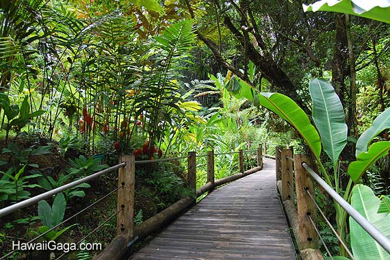 Hawaiian Tropical Botanical Garden
