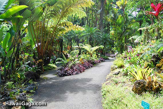 Hawaiian Tropical Botanical Garden