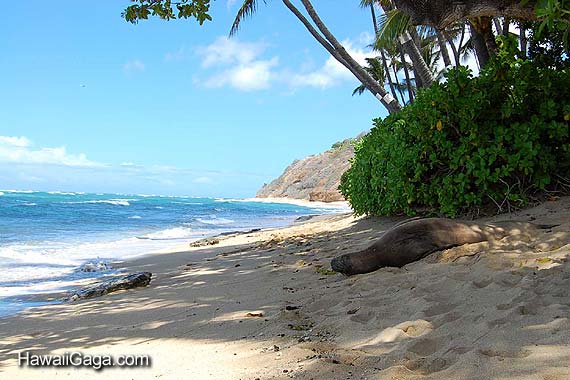 Kuilei Cliffs Beach Park