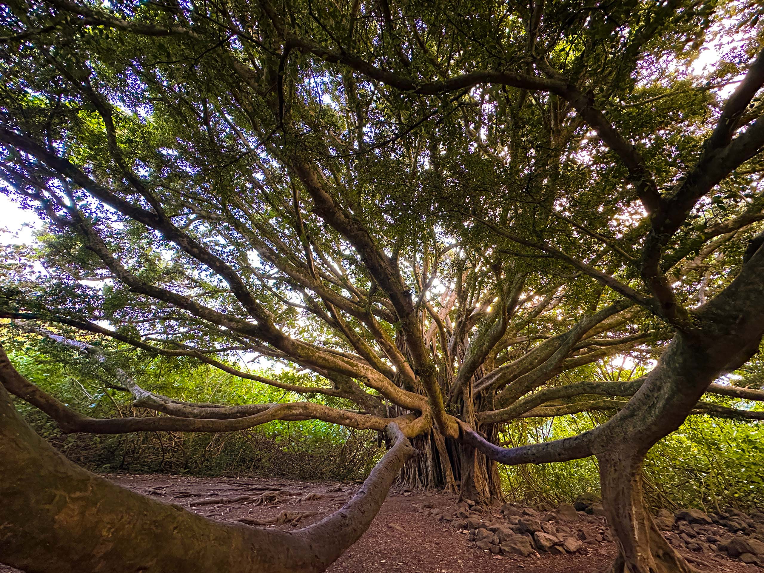 Pipiwai Trail