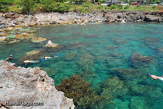 Sharks Cove