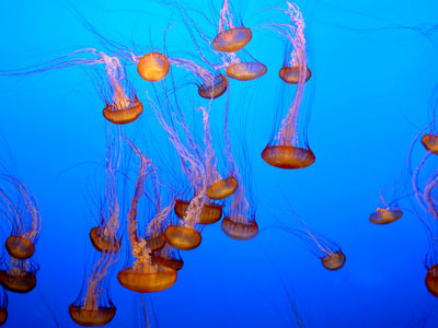 Jellyfish