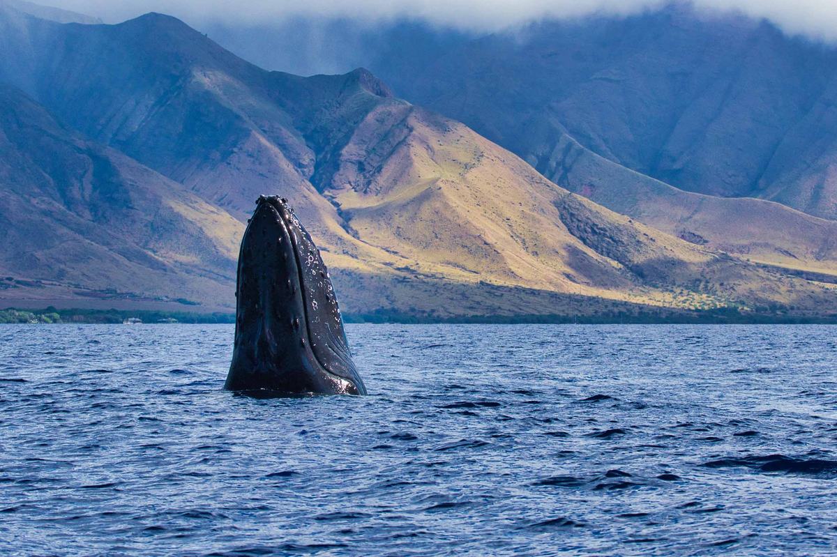 Whale season