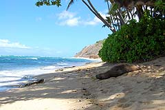 Kuilei Cliffs Beach Park thumbnail