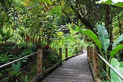 Hawaiian Tropical Botanical Garden thumbnail