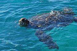 Kona Reef Condo D-12