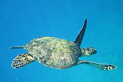 Kona Reef Condo D-12