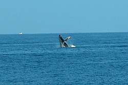 Kona Reef Condo D-12