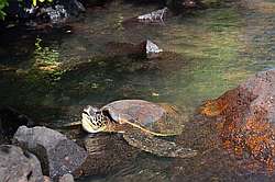 Whalers Cove 2 Bedroom Ocean Front