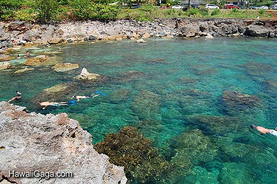 Shark's Cove